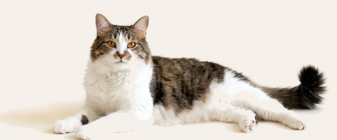 Lady, a tabby and white cat, lying on a cream floor